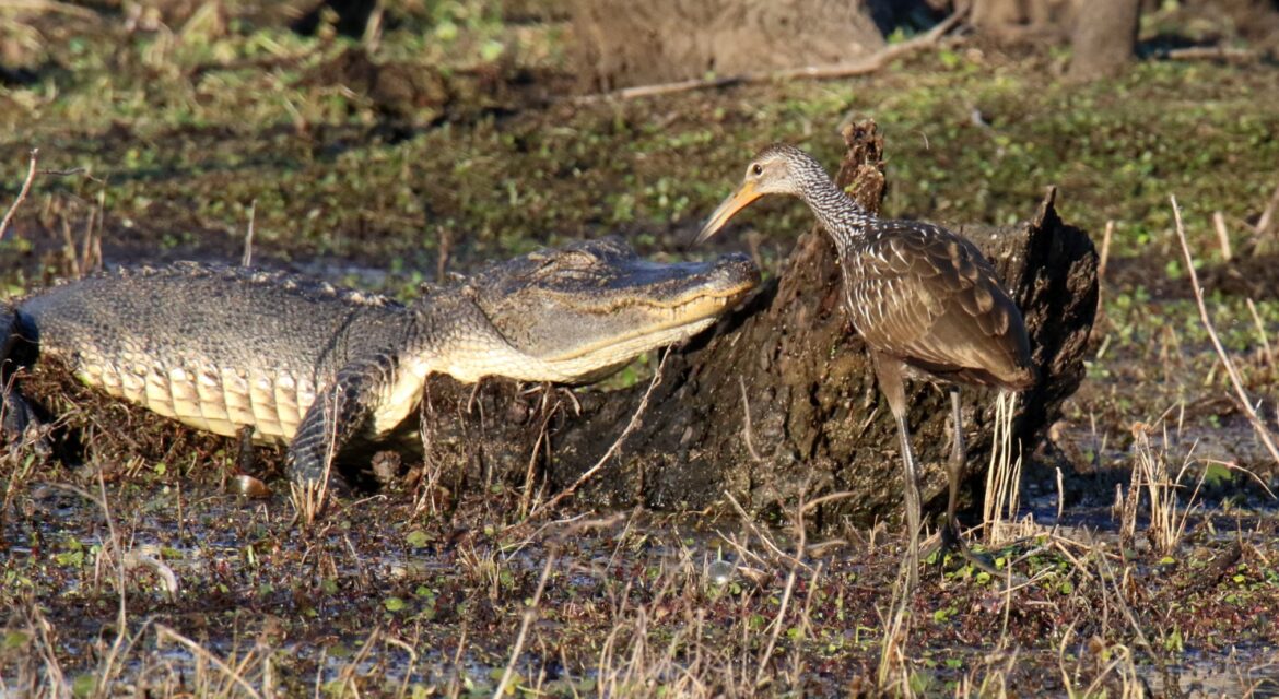 Nature Notes pic-Sheryl Travis- Limpkin (2)