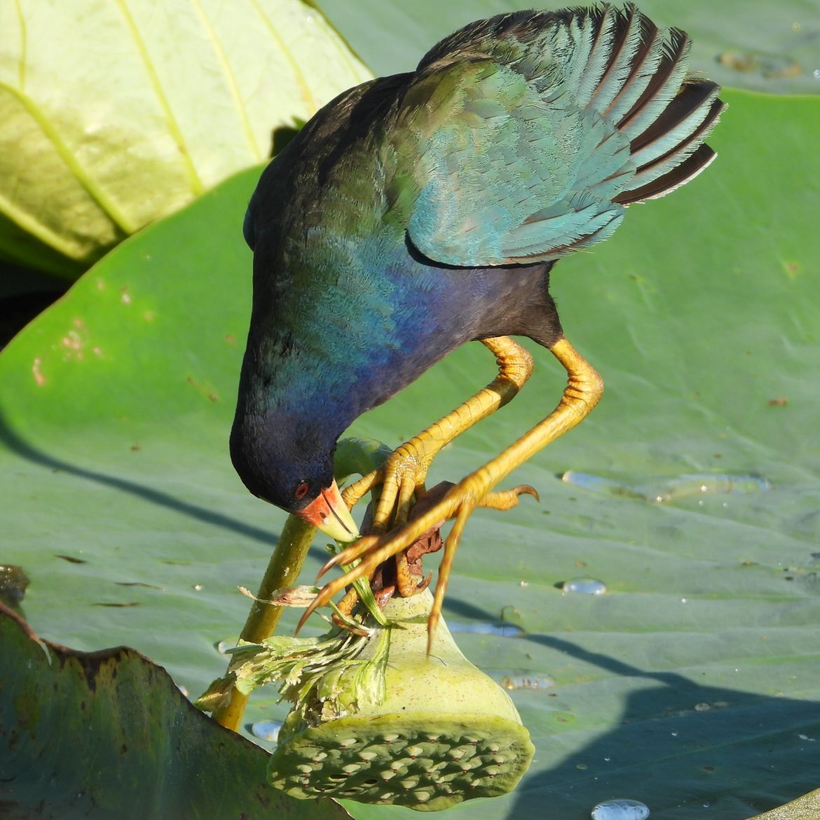 Nature Notes Pic-Celeste Silling- Purple Gallinule eating american lotus (11)
